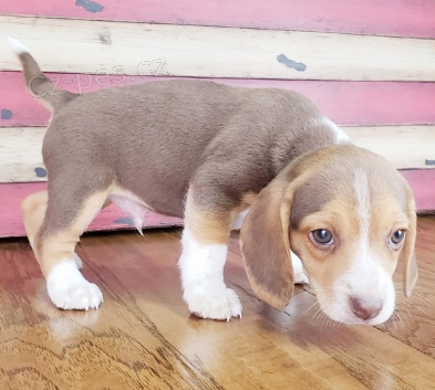 Rozko�n� �t��ata Beagle k adopci.