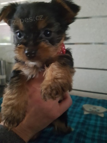 Jork��rsk� teri�r �t��ata na prodej