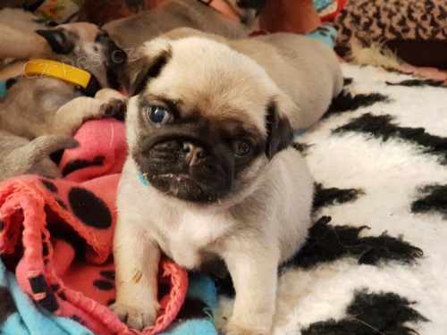 b�ov� mops �t��ata