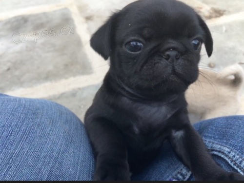 �ern� mops �t��ata