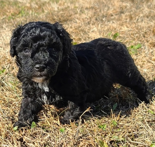 na prodej �t��ata �ern�ch trpasli��ch pudl�.