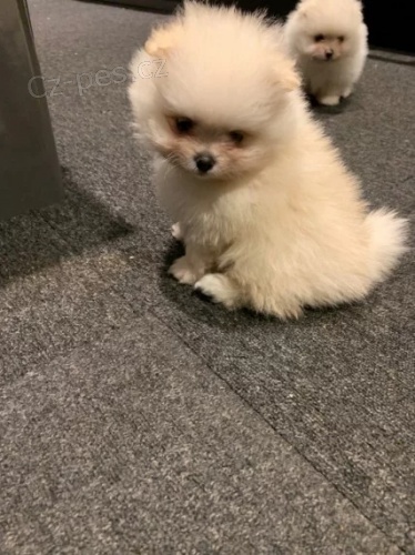 rozko�n� �picl �t��ata k adopci