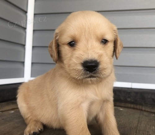 Kr�sn� a zdrav� �t��ata zlat�ho retr�vra na prodej