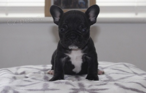 Francouzsk� buldo�ek �t��ata na prodej