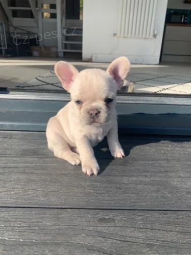 Francouzsk� buldo�ek �t��ata k dispozici k prodeji