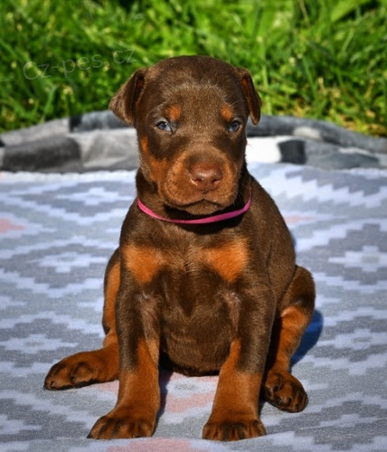 �t��ata dobermana na prodej