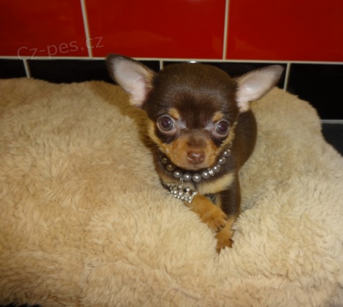 Kr�sn� �t���tka mini �ivavy