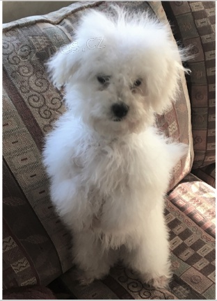 Bolo�sk� �t��ata jsou p�ipravena k adopci a nov�m rodin�m.