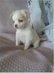 �t��ata �ivavy jsou p�ipravena k adopci a nov�m rodin�m.