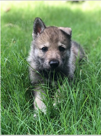 �t��ata �esk�ho vl��ho psa jsou p�ipravena na adopci a nov� rodiny.