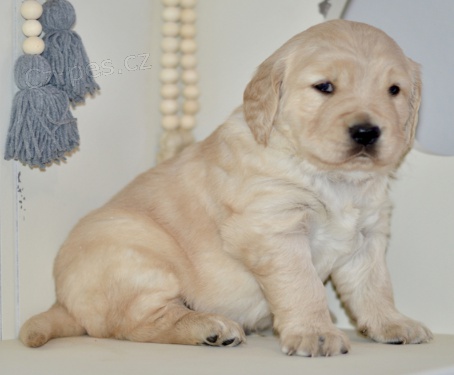 �t��ata zlat�ho retr�vra jsou p�ipravena k adopci a nov�m rodin�m.