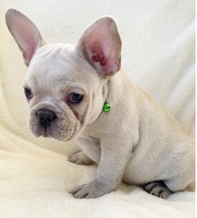 Rozko�n� �t��ata francouzsk�ho buldo�ka k adopci.