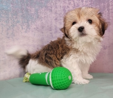 Havansk� �t��ata jsou p�ipravena na adopci a nov� rodiny.