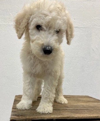 �t���tka pudla jsou p�ipravena k adopci a nov�m rodin�m.