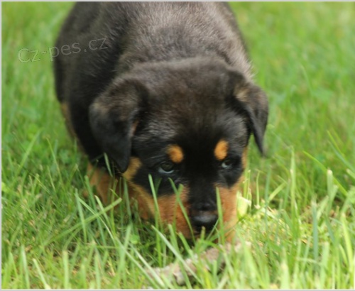 �t��ata rotweiler� jsou p�ipravena na adopci a nov� rodiny.