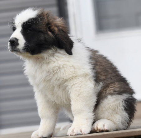 �t���tka Saint Benard jsou p�ipravena k adopci a nov�m rodin�m.