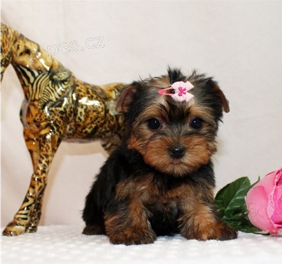 �t��ata Yorkshire teri�ra jsou p�ipravena k adopci a nov�m rodin�m.