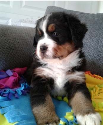 Kr�sn� �t���tka bernsk�ho sala�nick�ho psa k adopci.