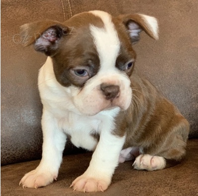 Kr�sn� �t��ata bostonsk�ho teri�ra k adopci.