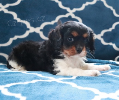 Kr�sn� kr�l Cavalier Charles �t��ata k adopci.