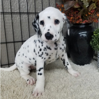 Kr�sn� dalmatsk� �t��ata k adopci.