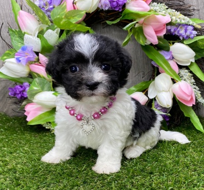 Kr�sn� havansk� �t��ata k adopci.