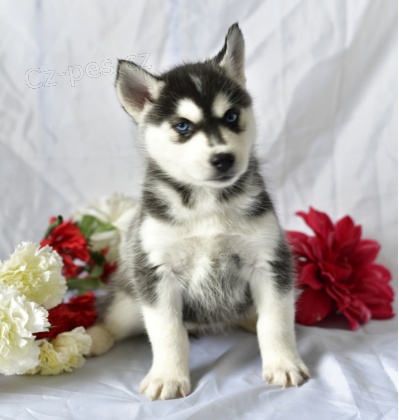 Kr�sn� �t��ata sibi�sk�ho husky k adopci.