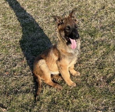 Kr�sn� �t��ata Malinois k adopci.