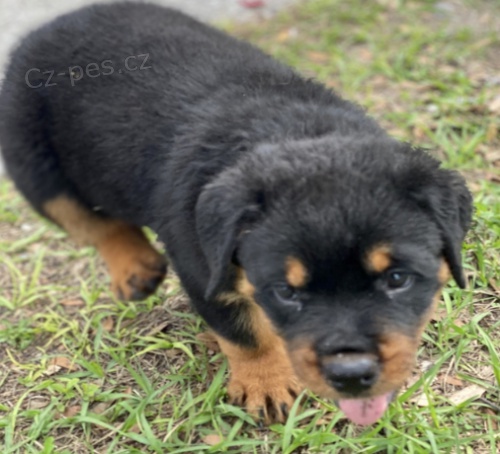 Kr�sn� �t��ata rotvajler� k adopci.