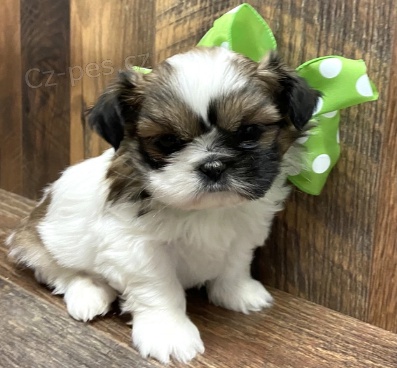 Kr�sn� �t��ata shih tzu k adopci.