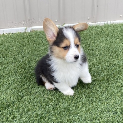 Kr�sn� �t��ata Welsh Corgi k adopci.
