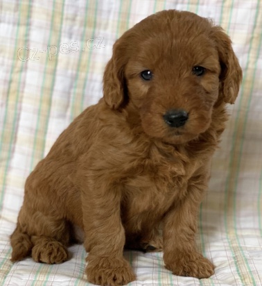 �t���tka Goldendoodle k dispozici k adopci. 