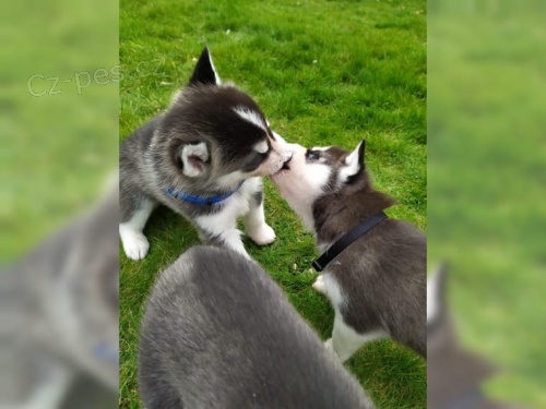 Sibi�sk� husky �t��ata s FCI