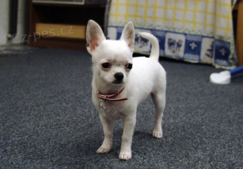 �t��ata �ivavy k adopci