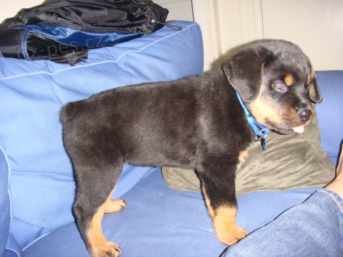 �t��ata rotvajler� k adopci