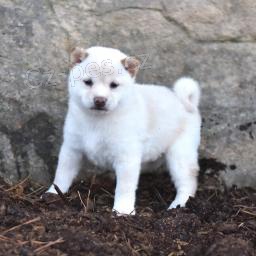 Miluj�c� Shiba Inu