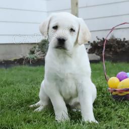 Spole�ensk� labradorsk� retr�vr