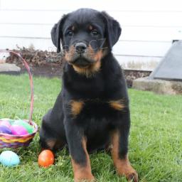 Big-Hearted Rotvajler