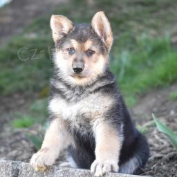 Miluj�c� n�meck� ov��k