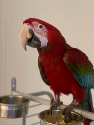 Zelen� k��dlo papou�ek