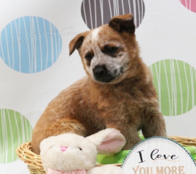 �t��ata australsk�ho hon�ck�ho psa k adopci