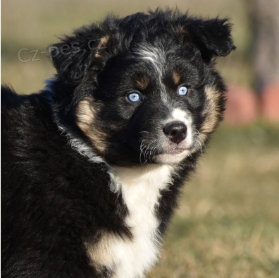 �t��ata australsk�ho ov��ka k adopci