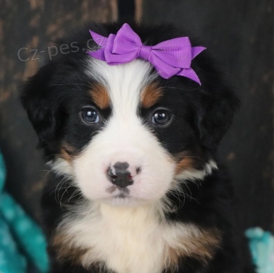 �t��ata bernsk�ho sala�nick�ho psa k adopci