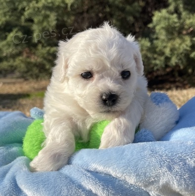 Bichon �t��ata k adopci