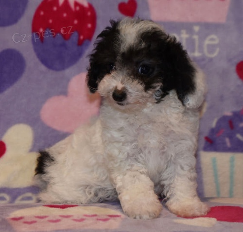 �t��ata pudl� a samic na prodej.