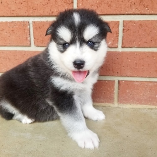 Kr�sn� �t���tka Pomskies na prodej (sibi�sk� a pomeransk� k��enec)