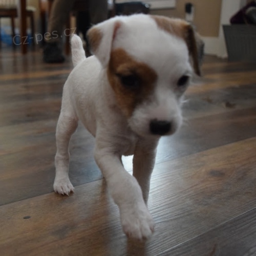 Kr�sn� a rozko�n� �t���tka Jack Russell na prodej.