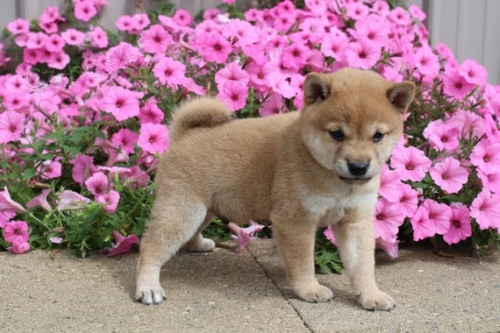 Rozko�n� miminka �t��ata shiba inu na prodej