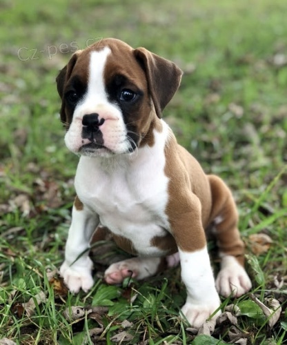 Dob�e vycvi�en� �t��ata americk�ho buldoka na prodej.