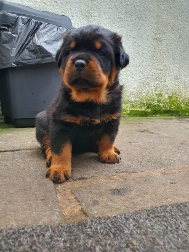 Samci a samice �t��at rotvajler� pro milovn�ky dom�c�ch mazl��k�.